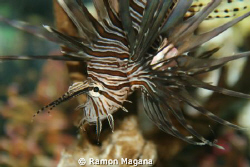 lion fish...one of the many we have around this area...ta... by Ramon Magana 